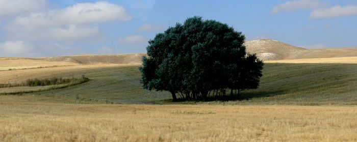 árboles y paisaje, Turquía