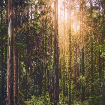 rayos de sol en el bosque