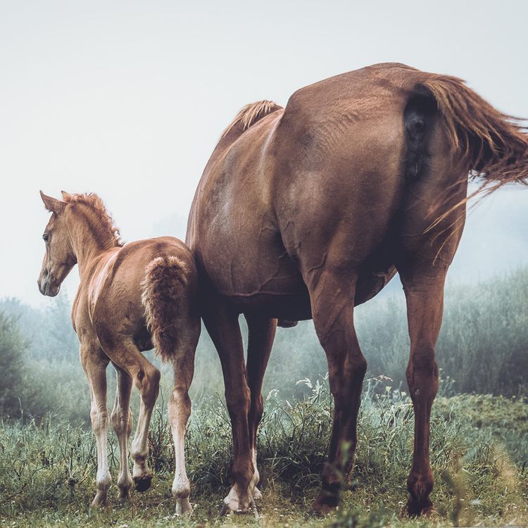 Habitantes de la Naturaleza