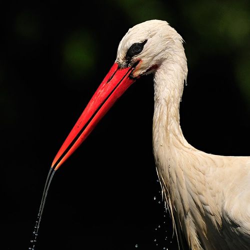 Ciconiiformes