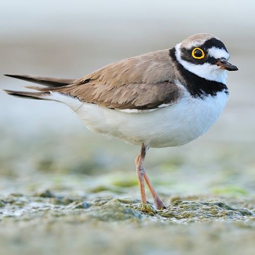 Charadriiformes