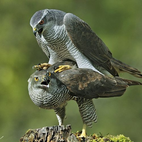 Falconiformes