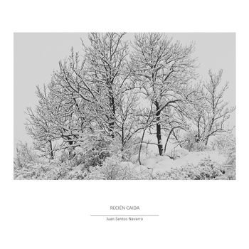 Greys scale - trees