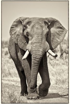Macho Elefante 1
