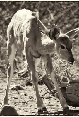 Cria de kudu 1