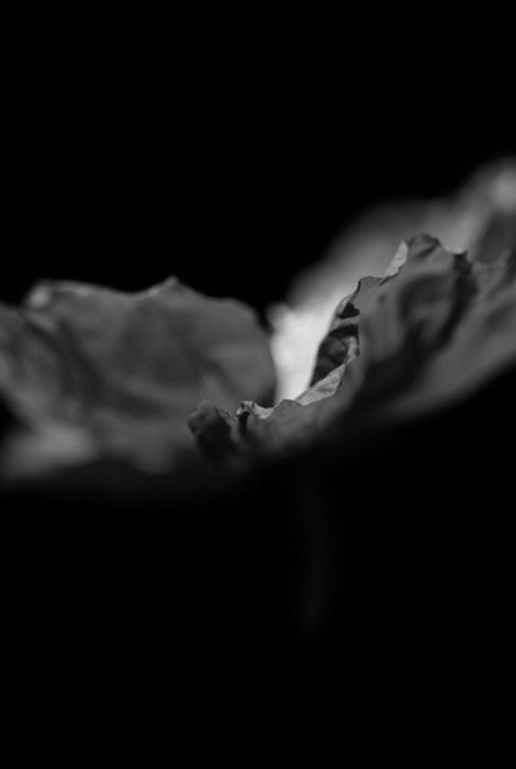 Amapola 1