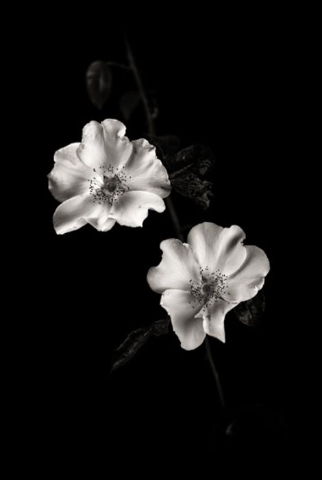 Amapolas