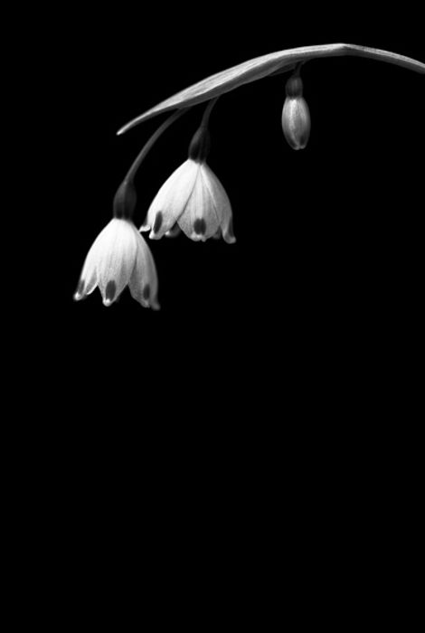 Campanillas