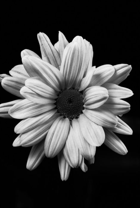 Gerbera