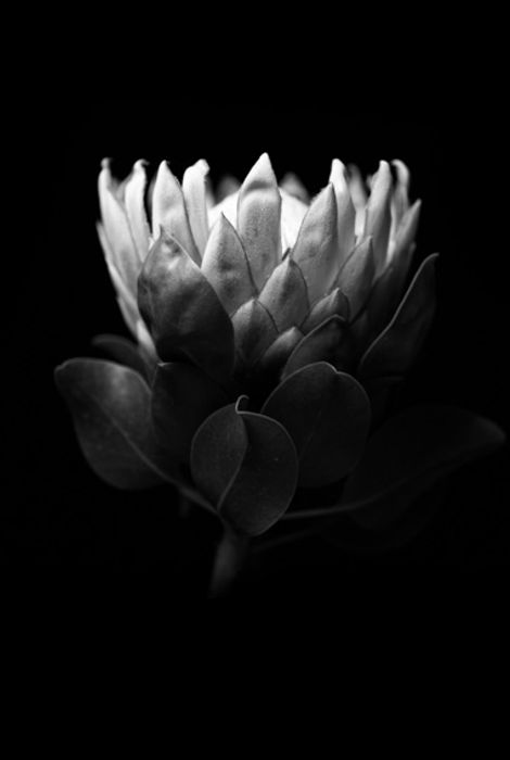 Protea
