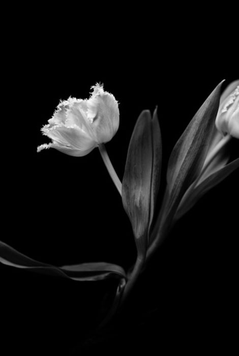 Tulipanes