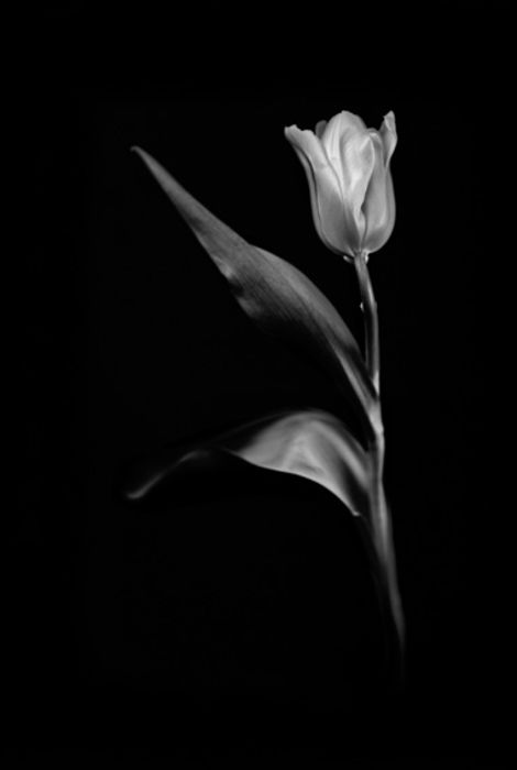 Tulipán
