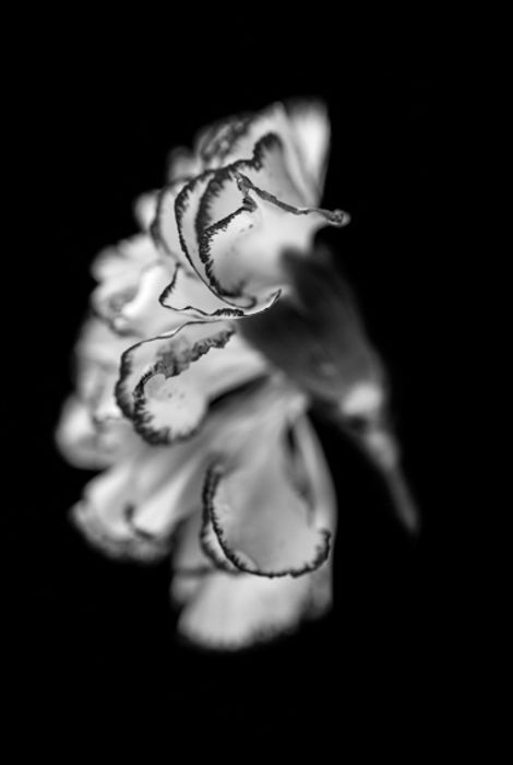 Danza 3
