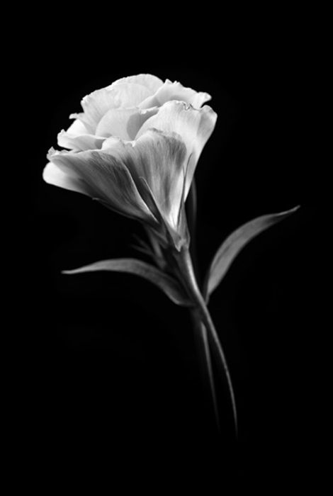 Flor 1
