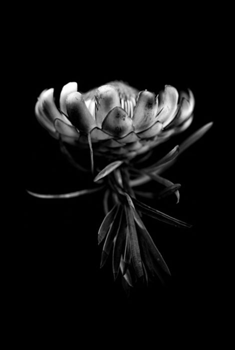Flor 3