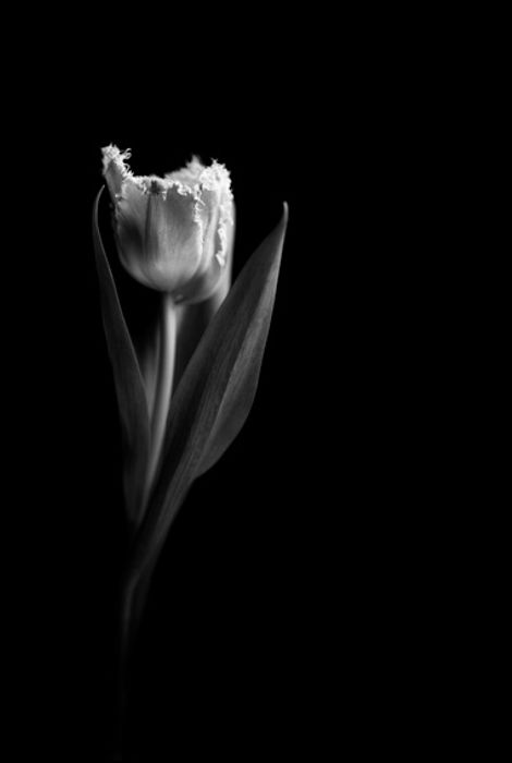 Flor 2