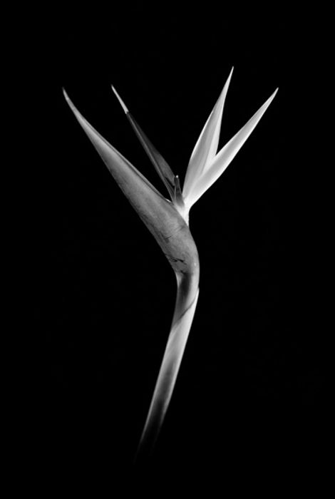 Flor 4