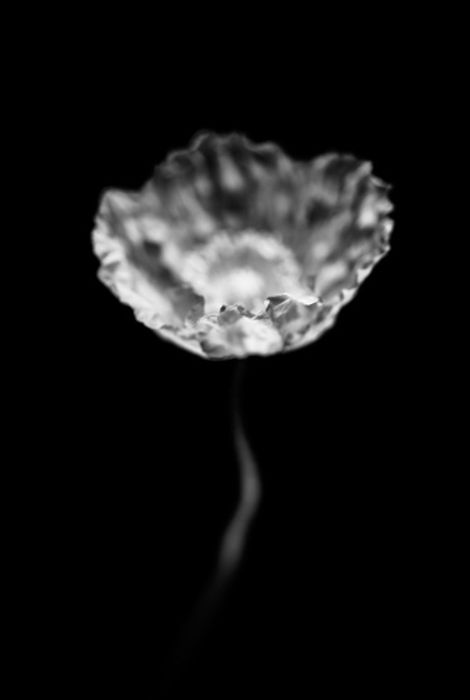 Flor 5