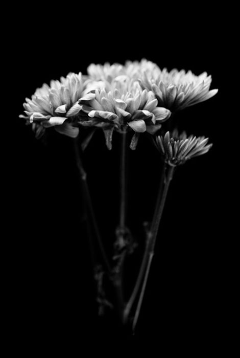 Flor 6