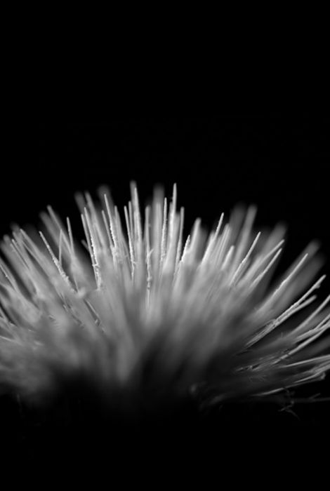 Flor 8