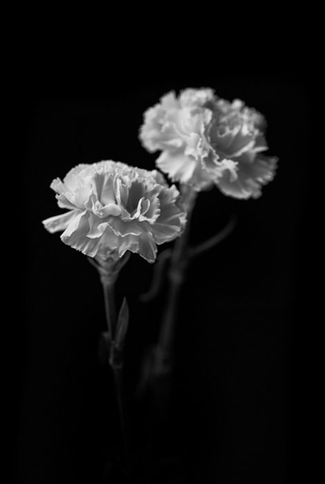 Flor 10