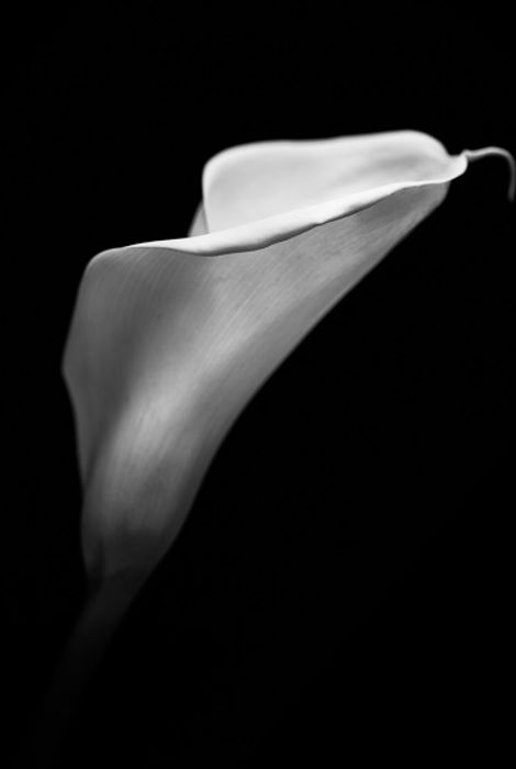Cala 12
