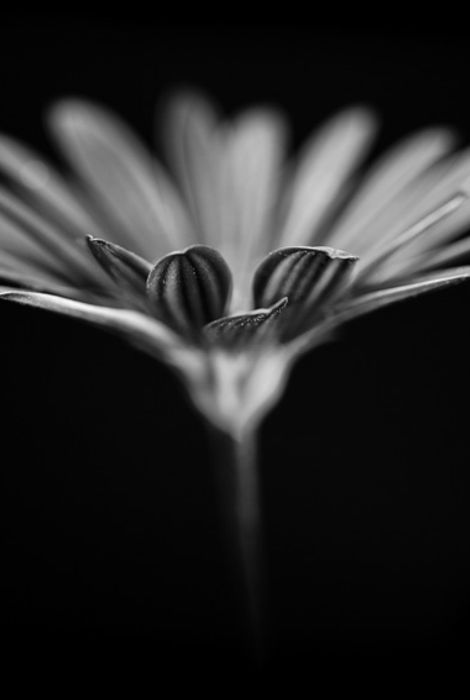 Flor 14