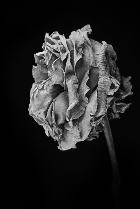 Flor 9