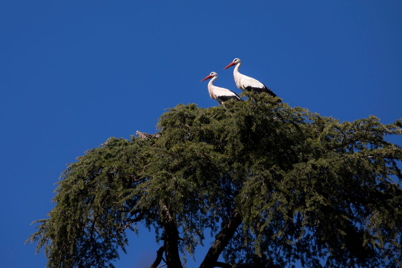 Cigüenas (Pareja)