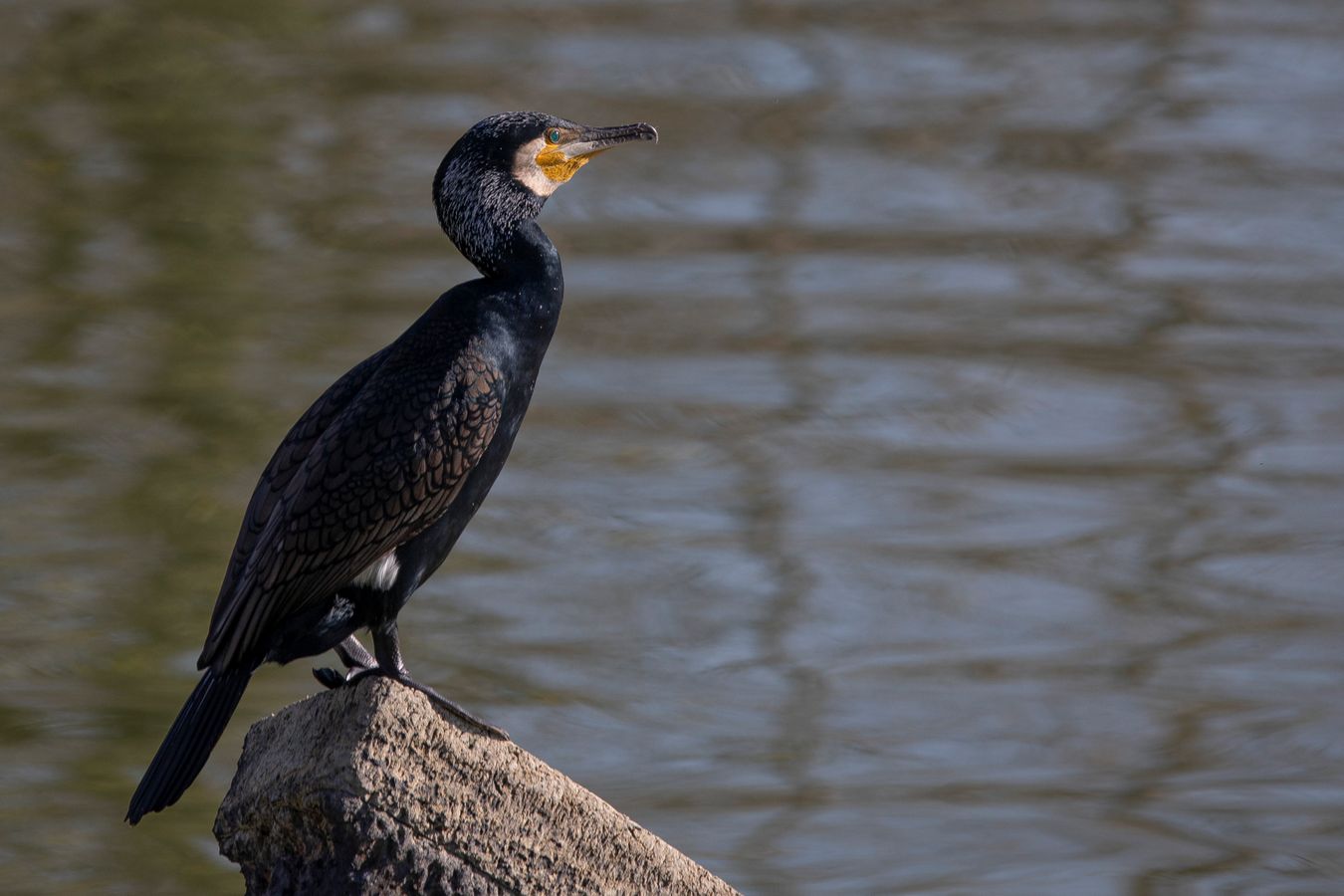 Cormorán