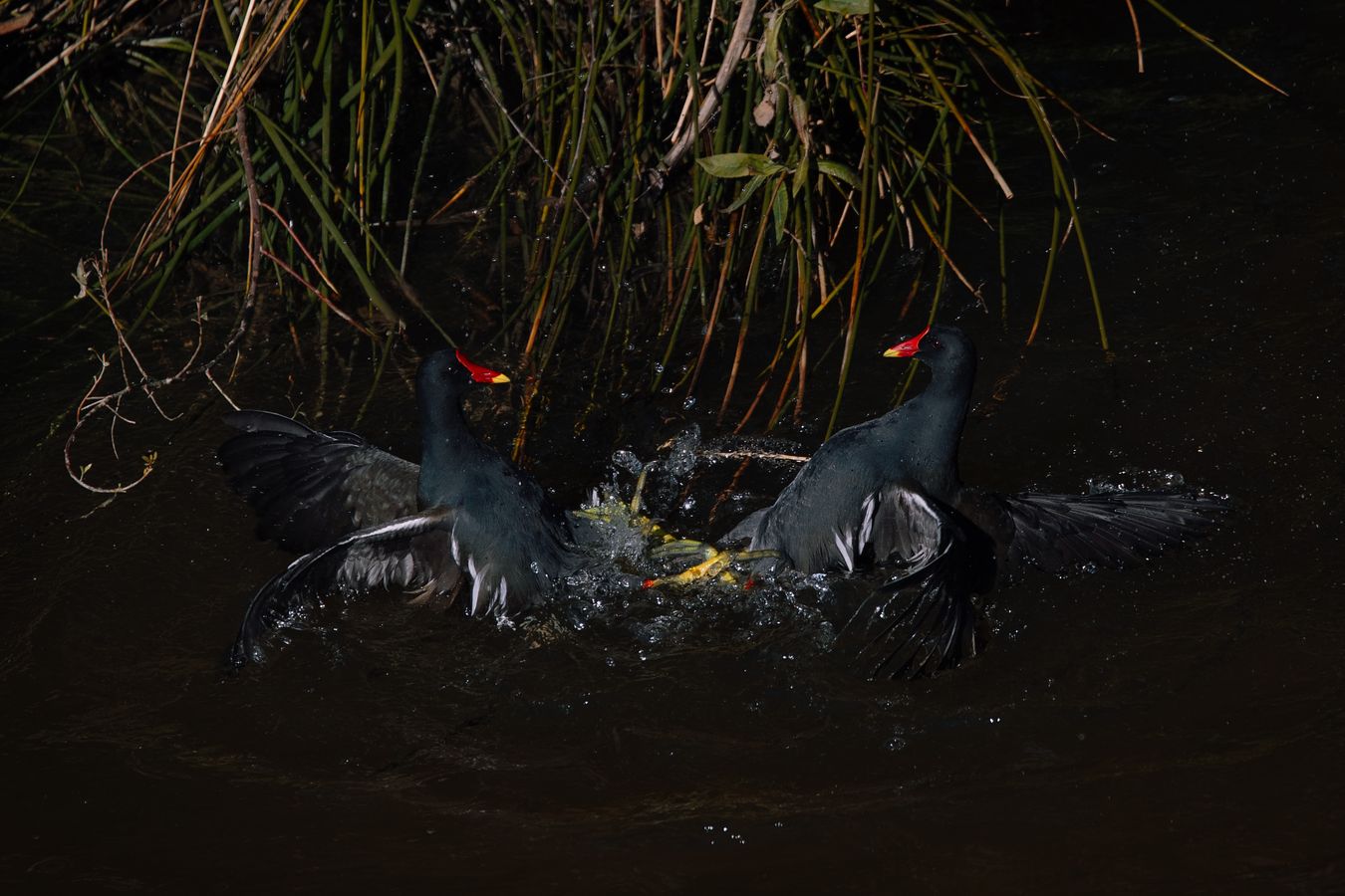 Pelea de Pollas de Agua