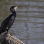 Cormorán