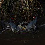 Pelea de Pollas de Agua