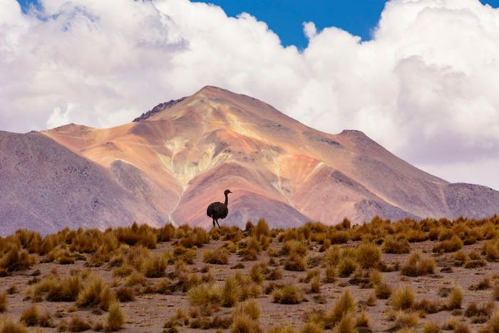 Ave del paraíso, Bolivia.