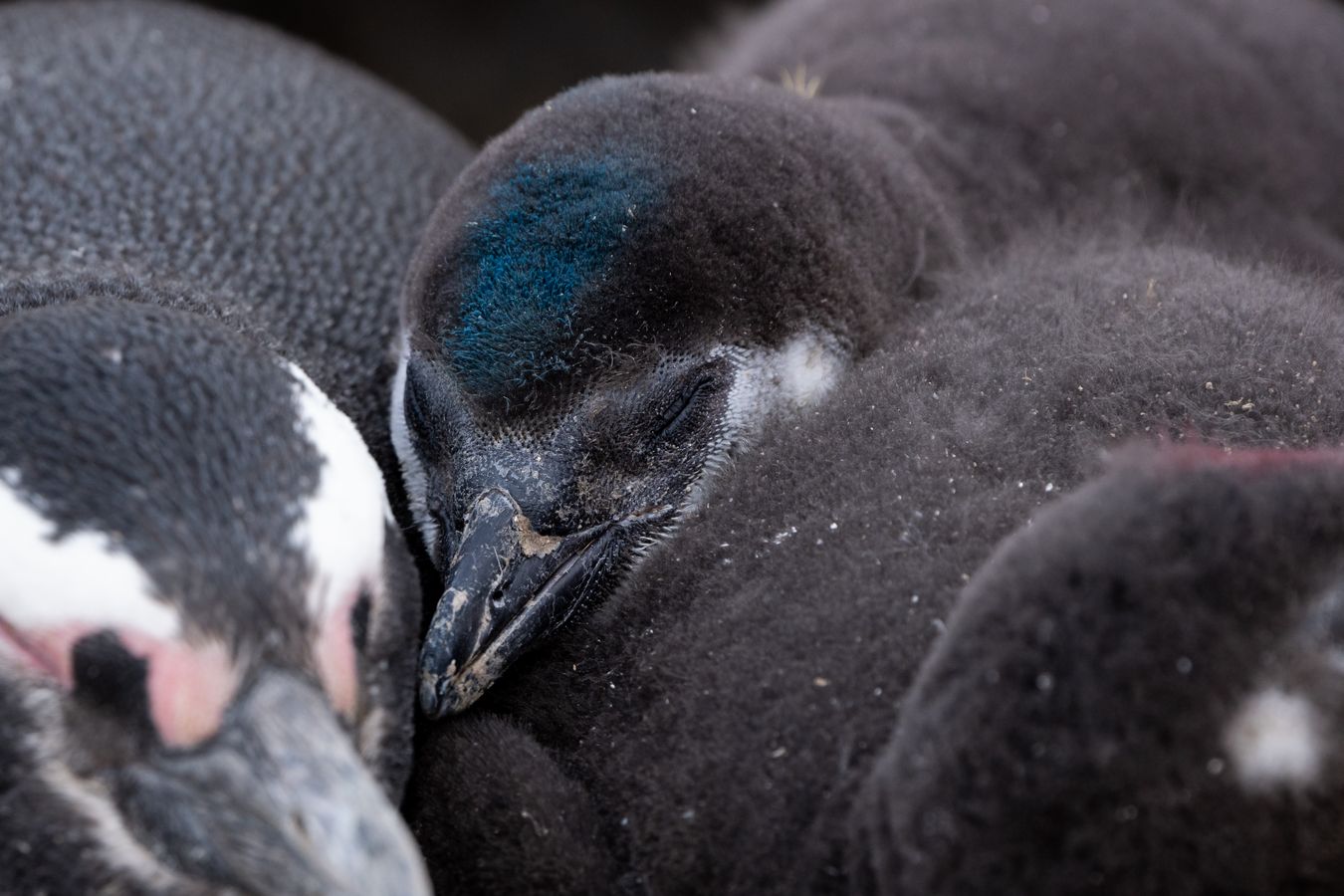 Pingüino de Magallanes