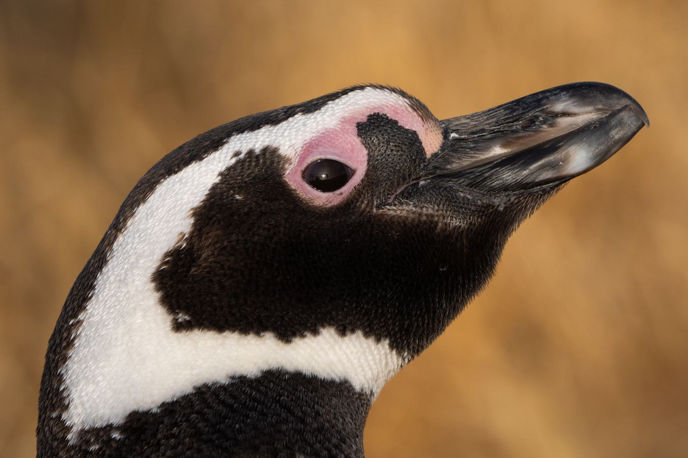 Pingüino de Magallanes