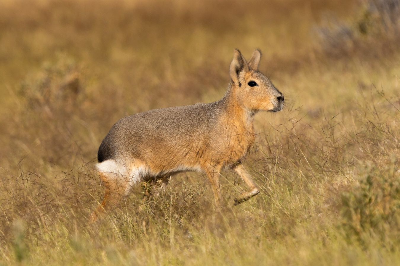 Mara Patagónica