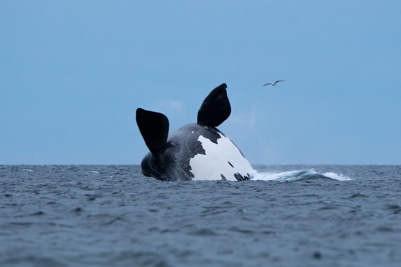 Ballena Franca Austral