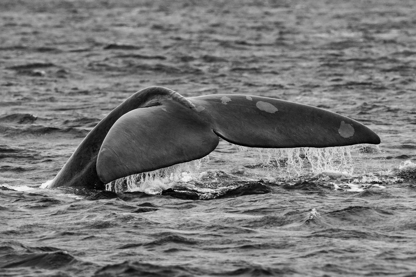 Ballena Franca Austral