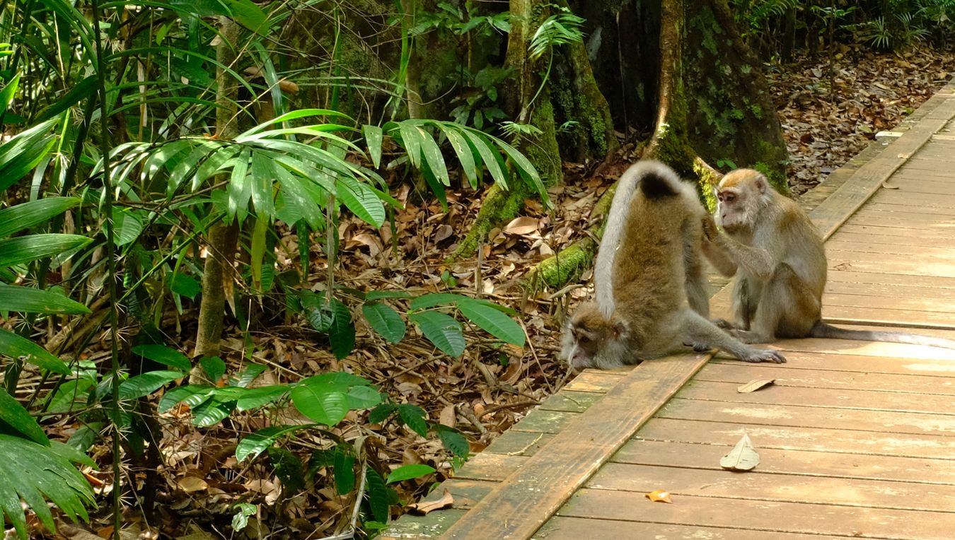 long Tailed Macaque { Macaca Fascicularis }