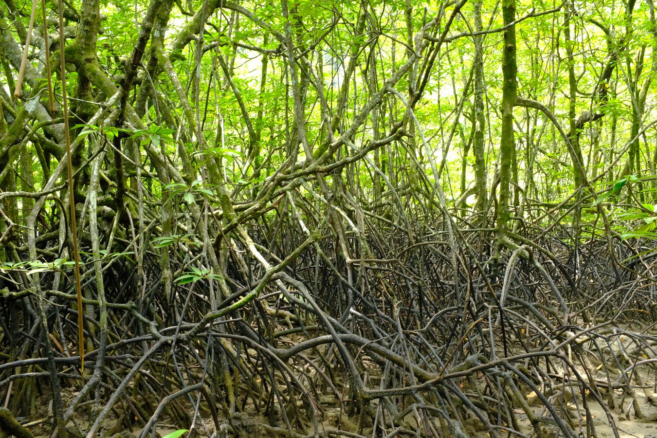 Mangrove Forest