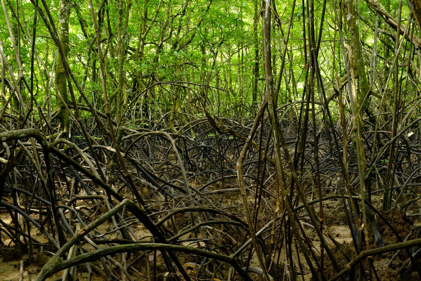 Mangrove Forest