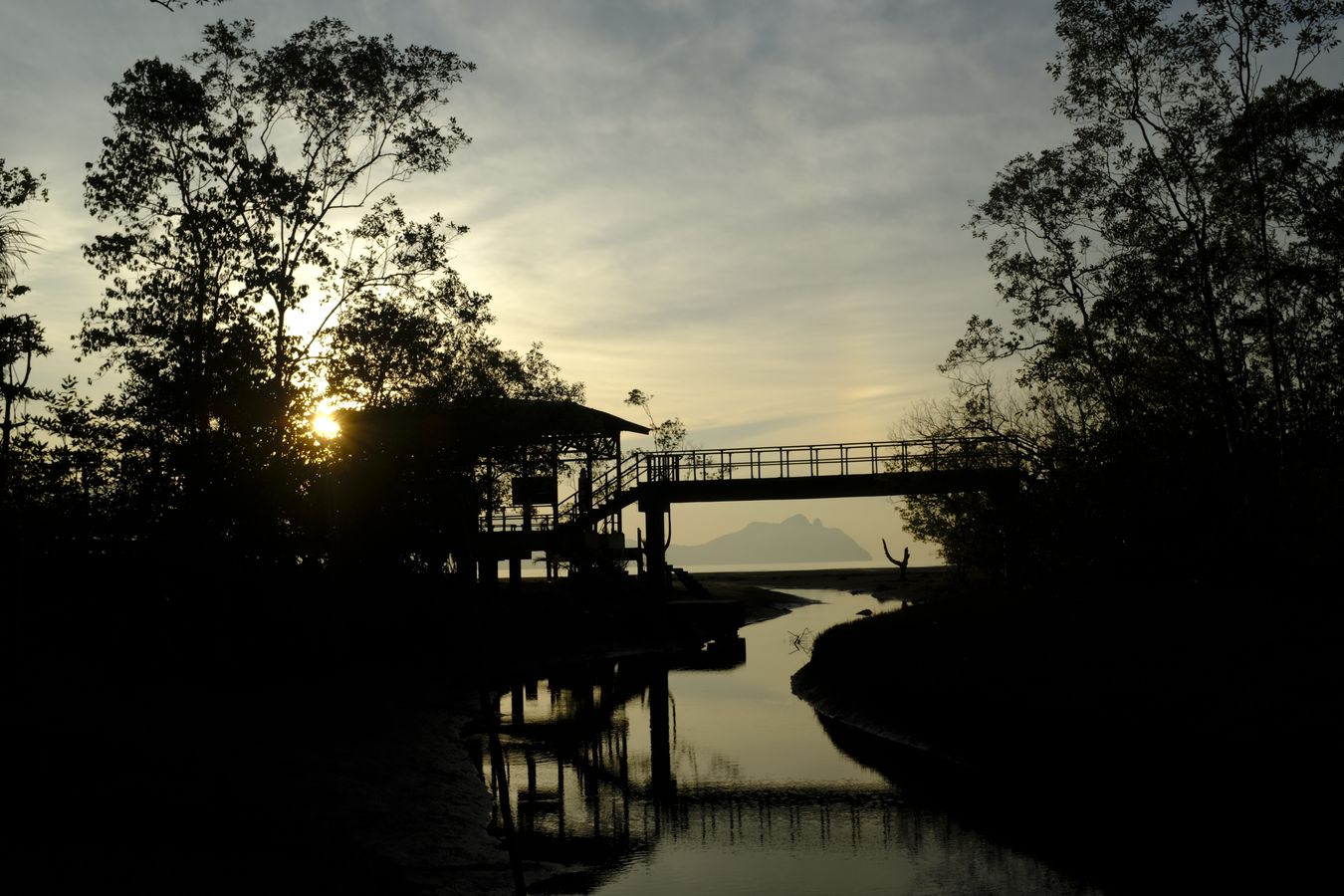 Bridge in Mangrove Forest