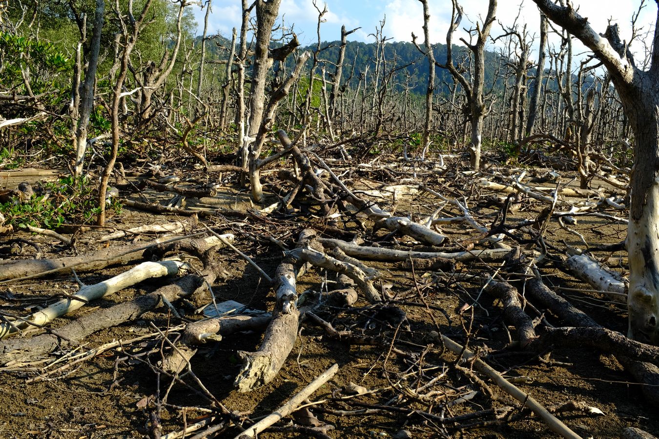 Mangrove Forest