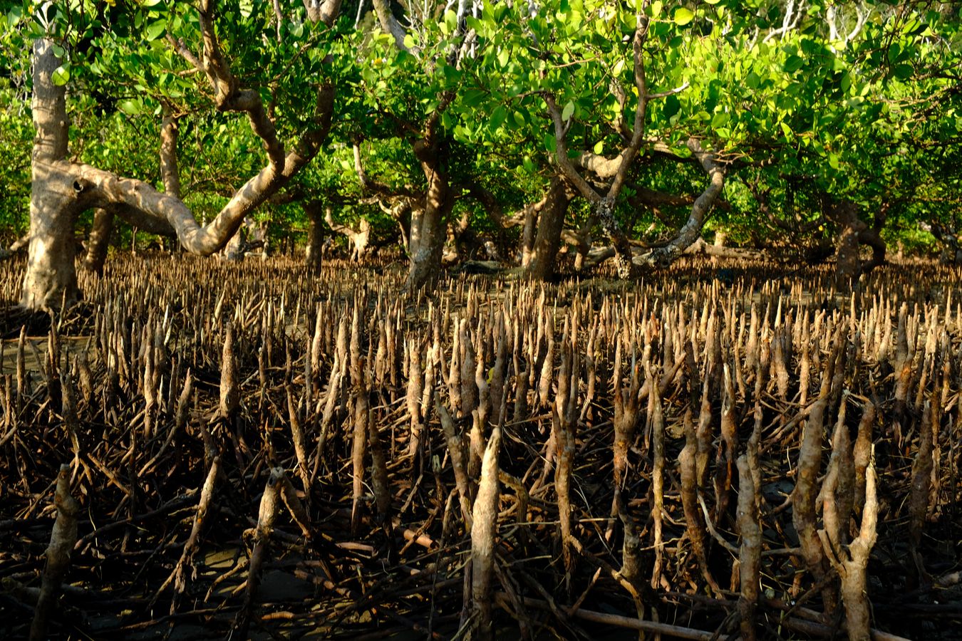 Mangrove Forest