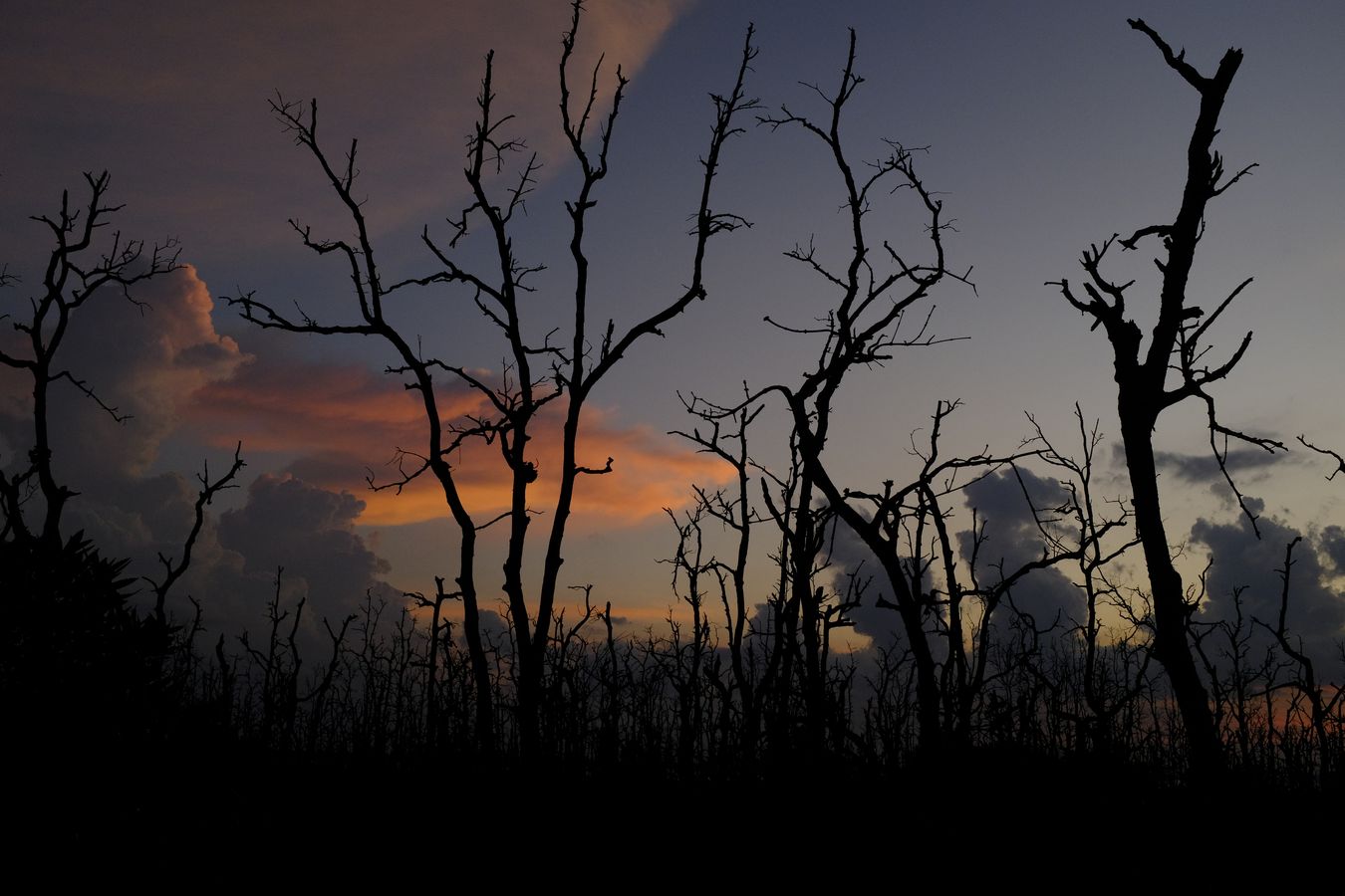 Mangrove Forest