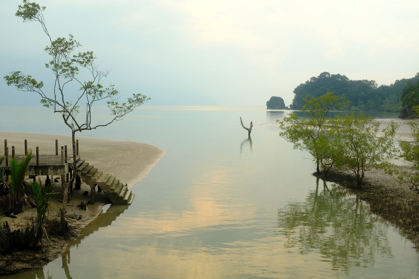 Mangrove Forest & Landscape