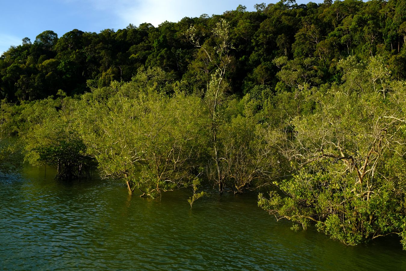 Mangrove Forest