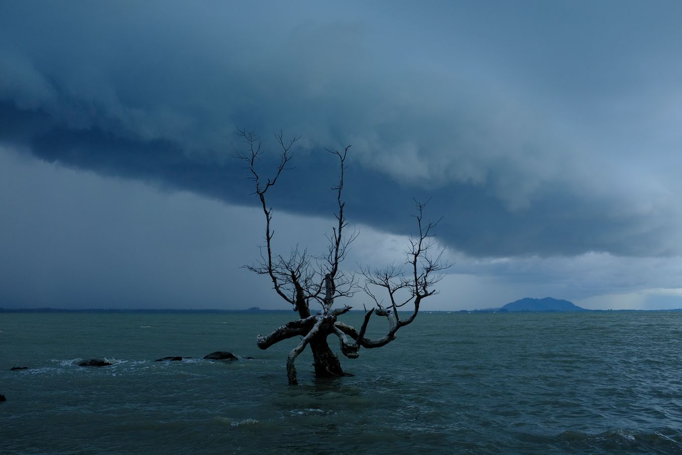 Mangrove Tree