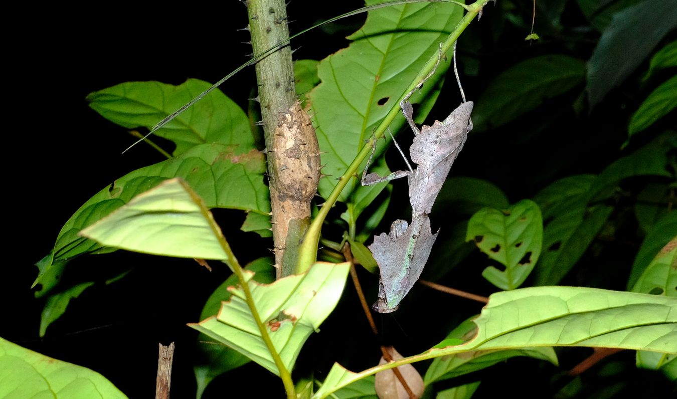 Female Dead Leaf Mantis { Deroplatys Lobata }